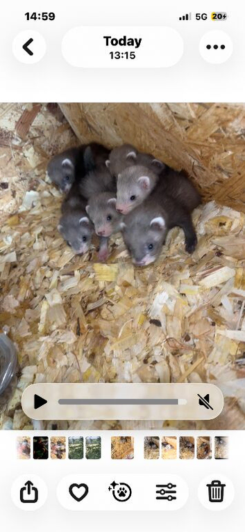 Ferret kits