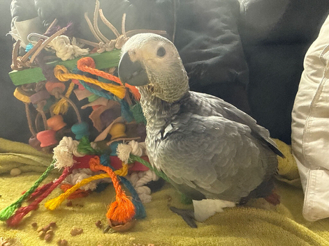 Baby African grey