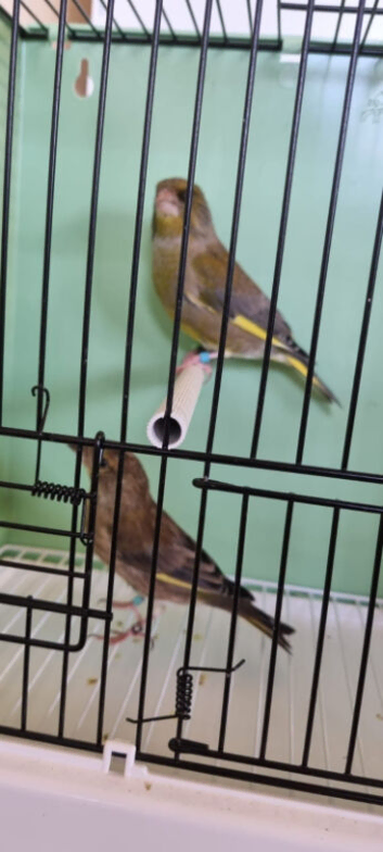 Pair of green finch