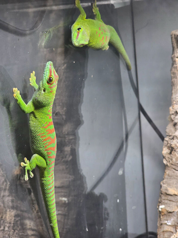 Proven pair Phelsuma Grandis