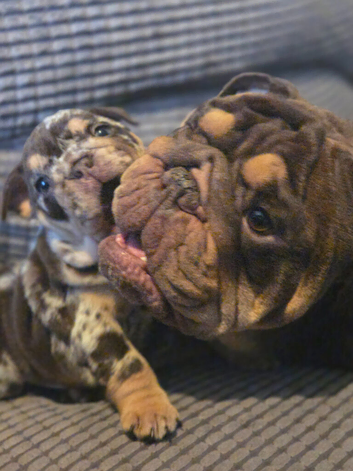 Bulldog