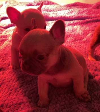 Lilac/cream,platinum & fawn frenchie puppies