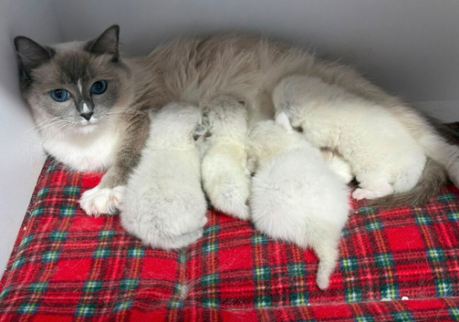 Ragdoll Kittens