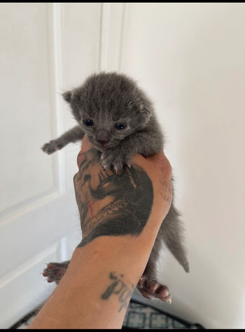 Russian blue