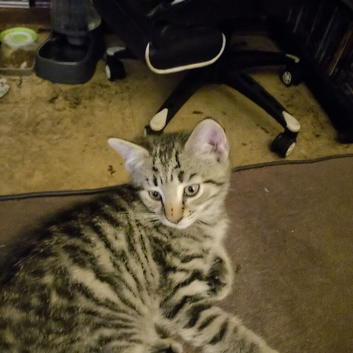 4 beautiful kittens looking for new adventures.