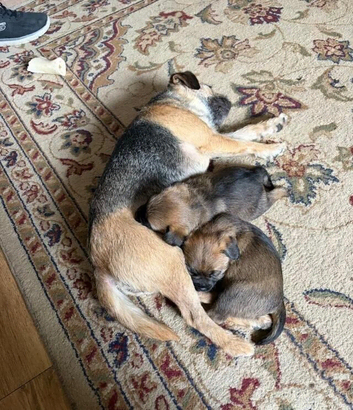 Championed Border Terrier Puppies Available