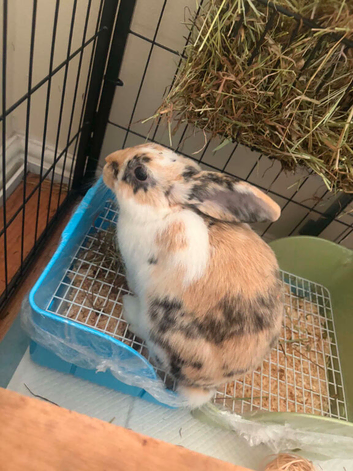 Mini Lop Boys