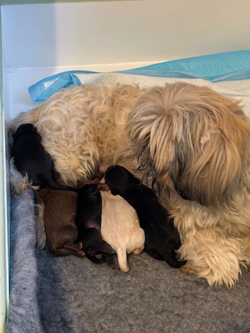 Maltipoo x Shihtzu