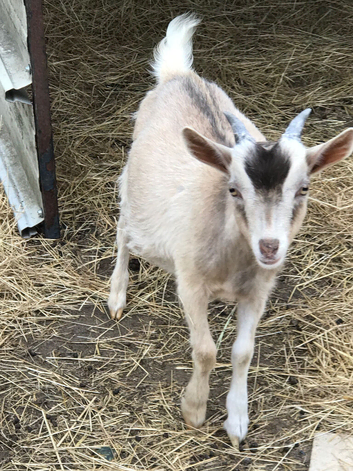 Dwarf dairy buck x golden guernsey