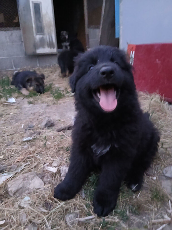 German shepherd pups