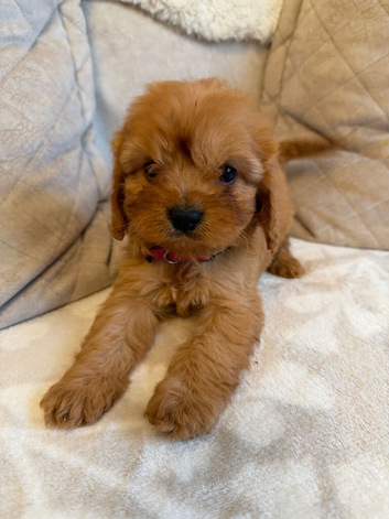 F1 Cavapoo Puppies for sale