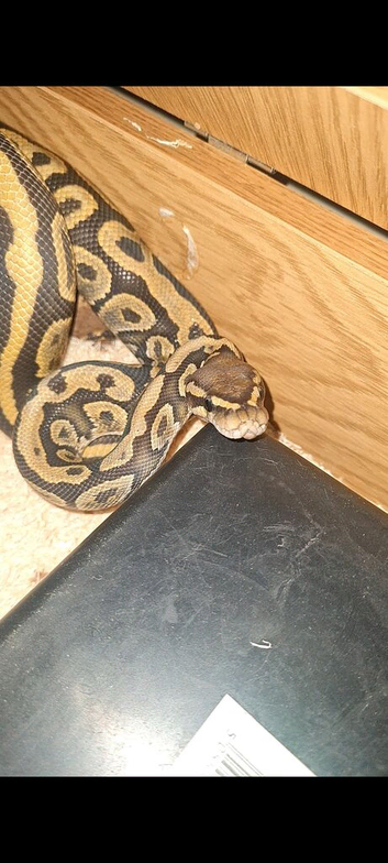 PENNY - Royal Ball Python (morphs present but unknown)