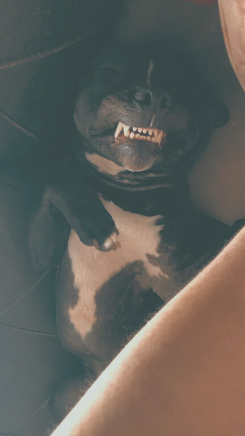 Staffy needing rehomed