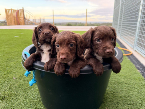 Sprocker Spaniel Female Pup