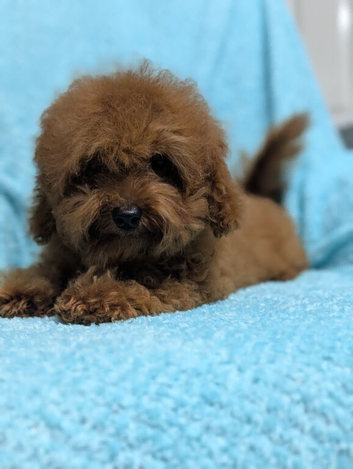 Adorable Asian red toy poodles