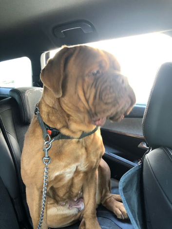 Loving 3-Year-Old Female Dogue de Bordeaux &ndash; Rehoming Due to Urgent House Move