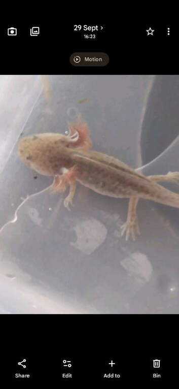 Baby axolotl 3 left wild type
