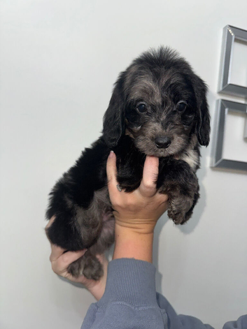 F1 cockapoo puppies health tested parent