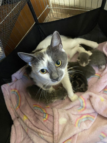 4 Adorable Mixed-Breed Kittens &mdash; 2 Girls & 2 Boys