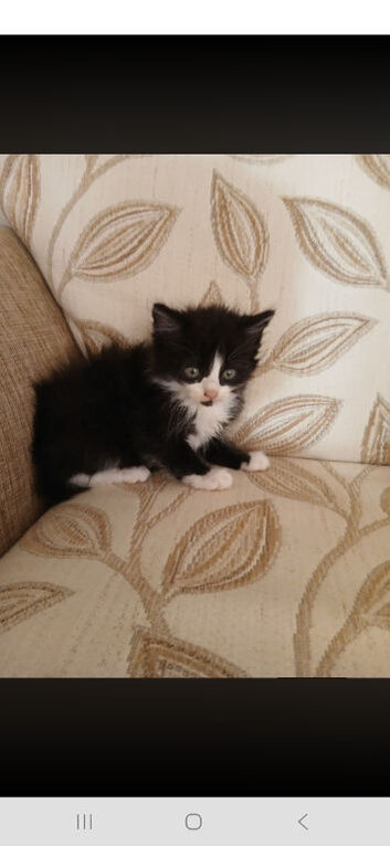 Kittens