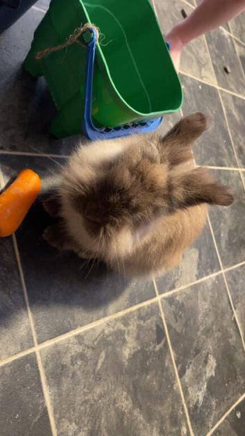 Teddy
