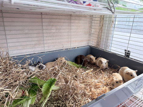 Baby guinea pigs