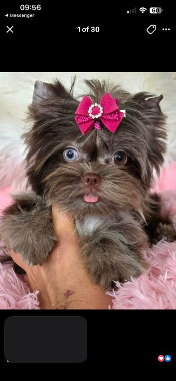 2 beautiful tea cup Yorkshire puppies