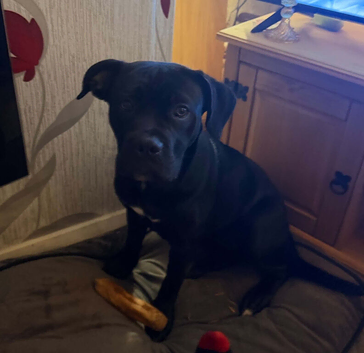 cane corso cross