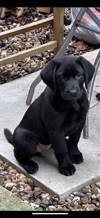Male Labrador retriever
