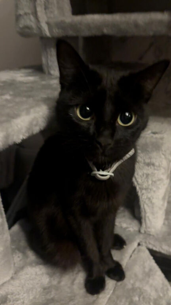 Five beautiful kittens looking for their forever homes