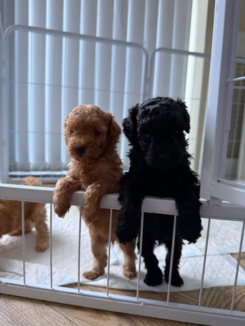 You poodles