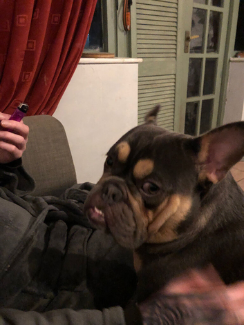 Loving & Affectionate Frenchie x Old English Bulldog Looking for His Forever Home ️