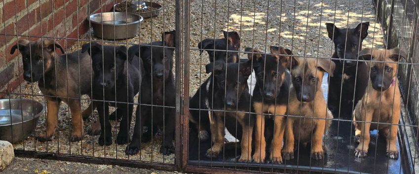 Belgian Malinois Puppies KNPV READY NOW