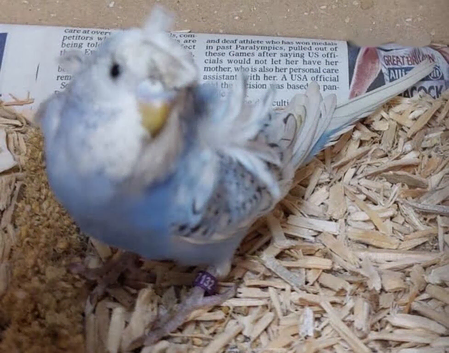 Stunning Exotic Budgie Pair | Fully Bonded & Beautifully Unique