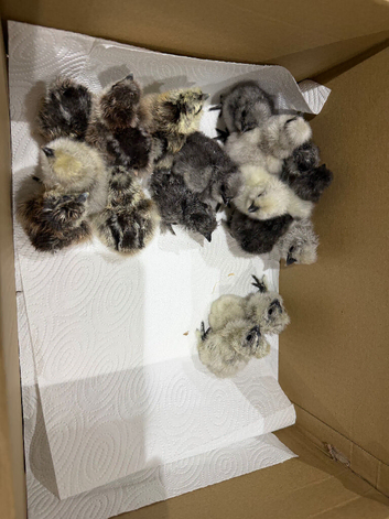 Day old beared silkie chicks for sale