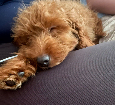 Male Cavapoo