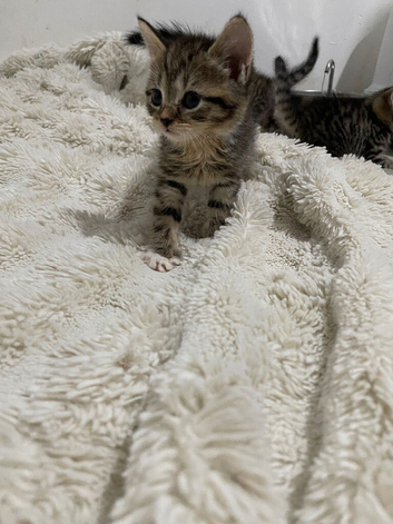 6 weeks old !! 5 beautiful!! British  Shorhair x kittens