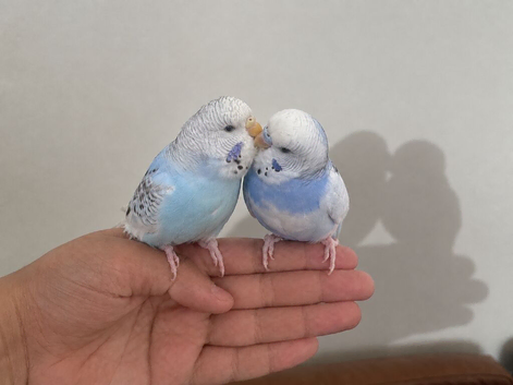 3 Exotic Tame & Hand-Reared Budgies