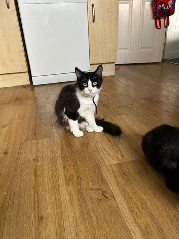 Cat for sale