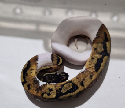 Pied Royal pythons
