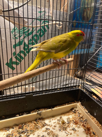 Male kakariki