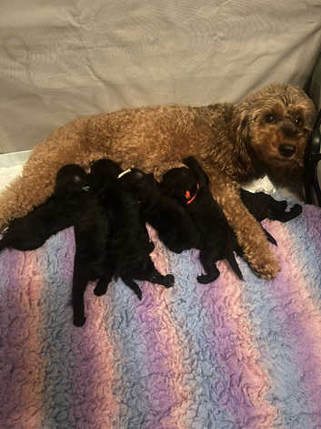 Cockapoo puppies