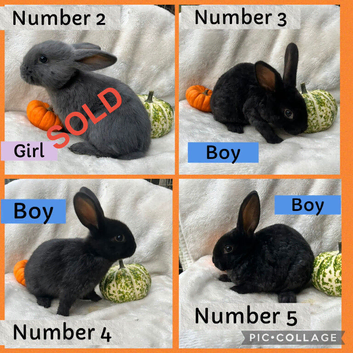 Baby Rex cross rabbits