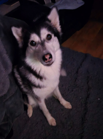 Storm siberian husky