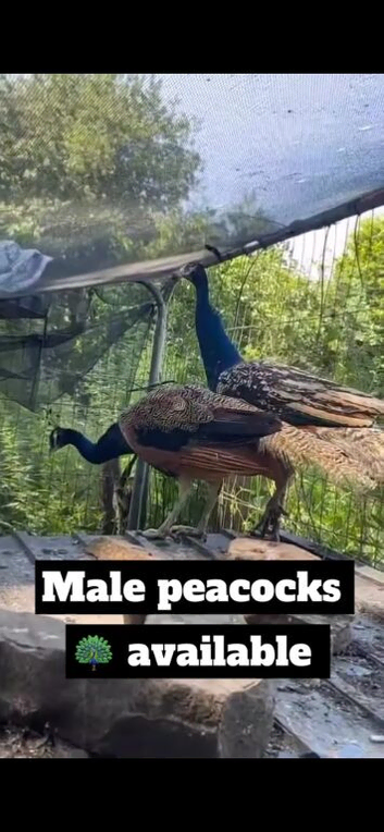 Peacock