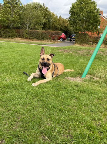 Handsome boy for sell