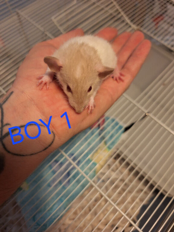 Baby male dumbo rats