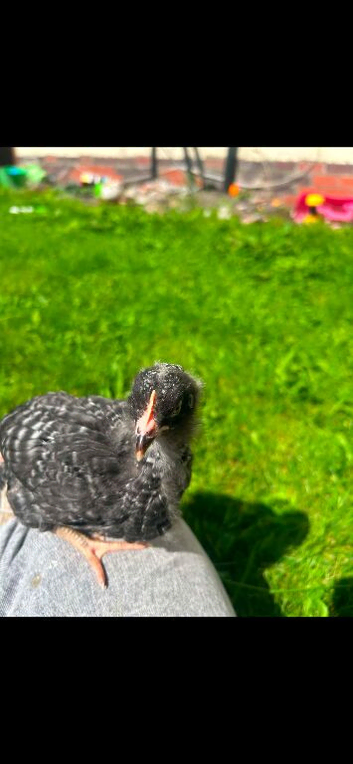 Chickens