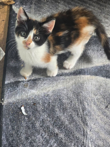 Kittens