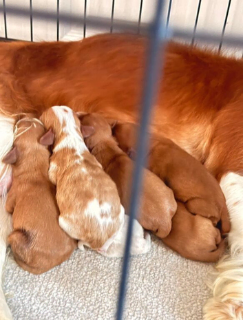 Exquisite KC King Charles Spaniel Puppies